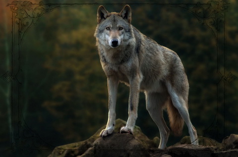 Волк символика талисмана и его значение