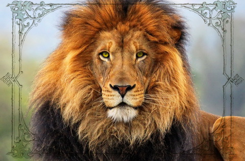 Лев царь зверей - талисманы и амулеты для львов