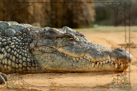 кольцо с глазами нильского крокодила