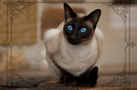 Сиамский кот - красивые кулоны с голубым сиамаглазом